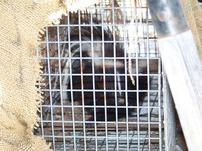 skunk