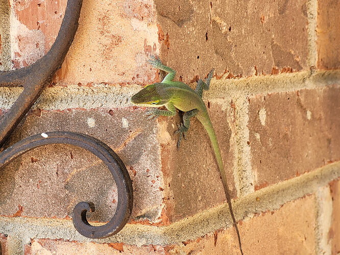 lizard-bricks-001