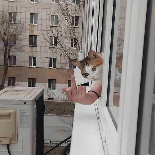 CatFinger