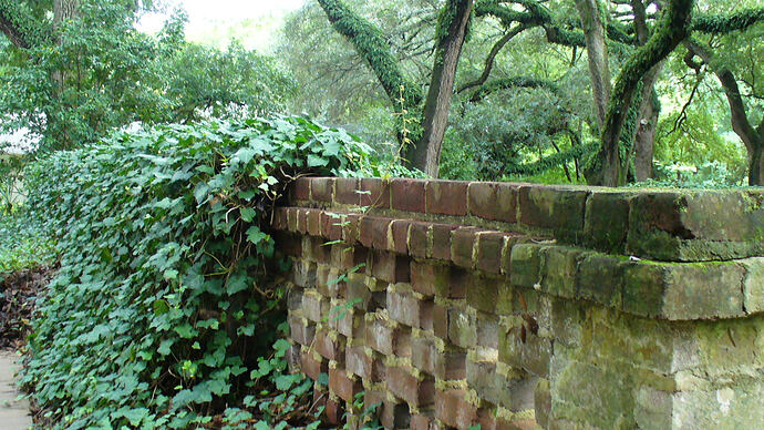 brick-wall-ivy
