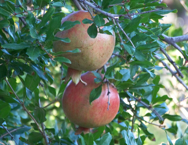 pomegranates