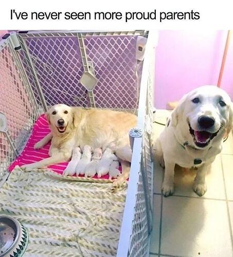 dogparents