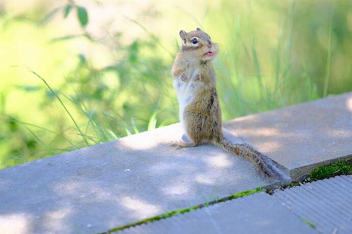 3481ddcd-81b1-4264-a94c-e79f36ba1358-hungry-squirrel-comedy-photo-awards