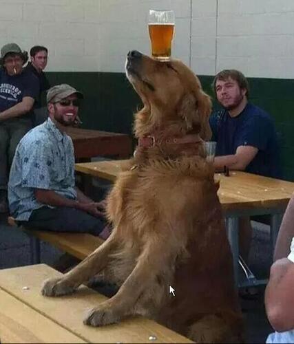 dogbalancedrink