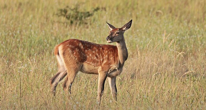 deer