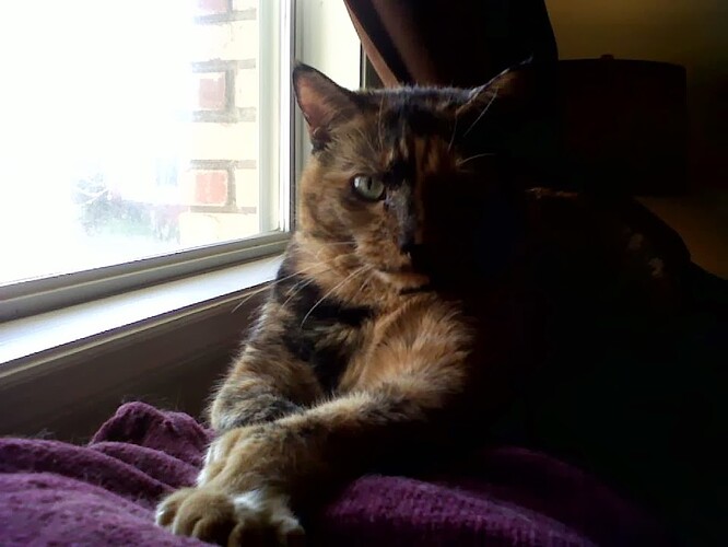 Calli