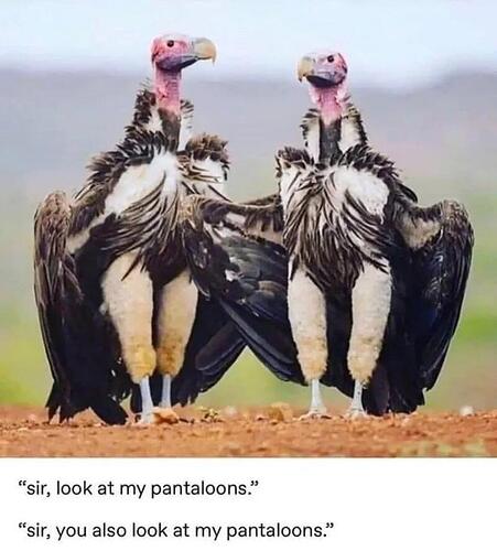 buzzardpantaloons