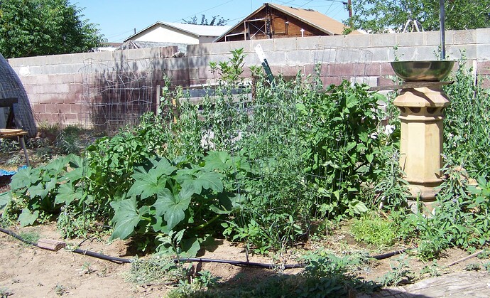 3959+tomatos-squash-peas