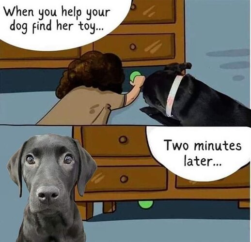 finddogtoy
