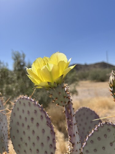 Cactus_Bloom