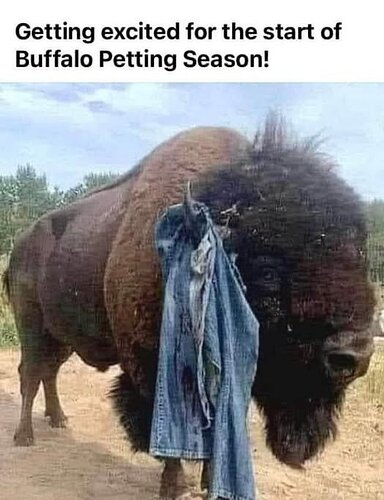 bufffalopetting