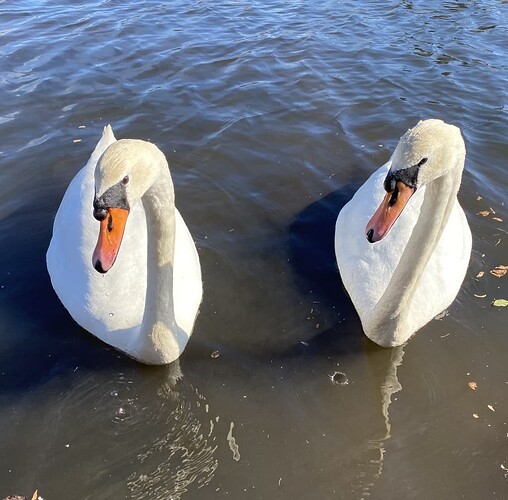 swans2