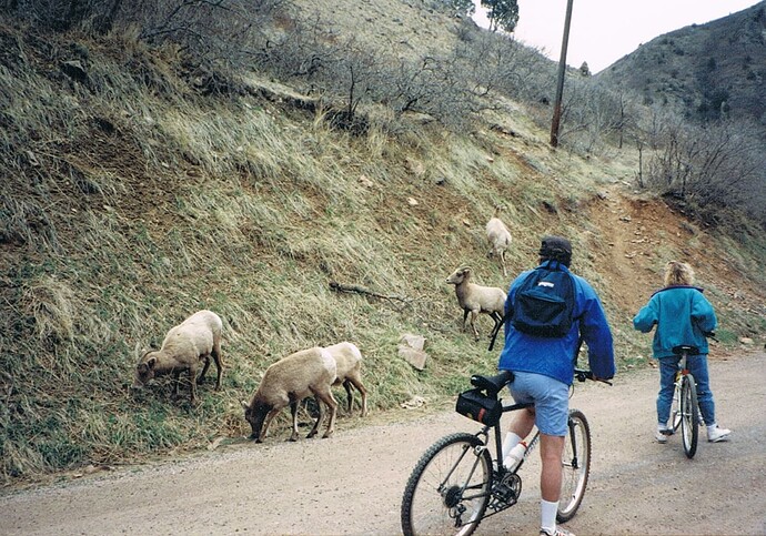 Sheep