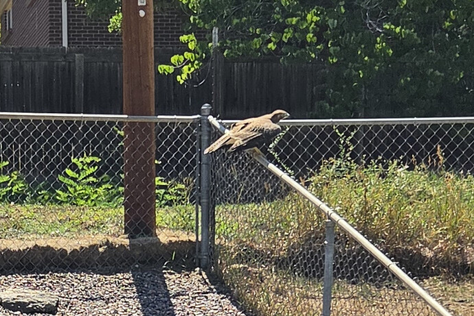 hawk-2-crop