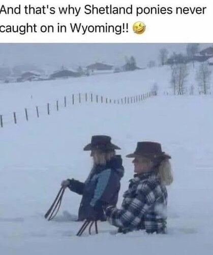 shetlandponies