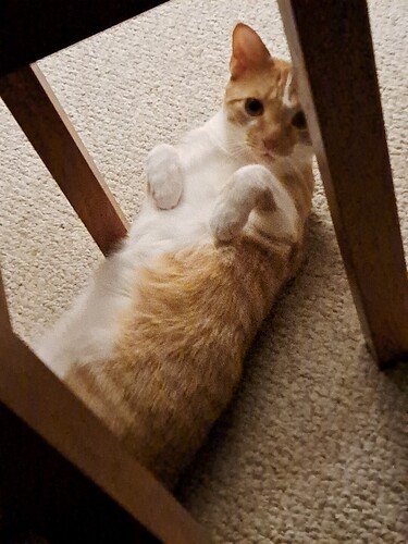 b6152a7a-1d8c-433b-894f-c8b3d52cf45f