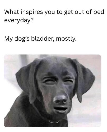 dogsbladder