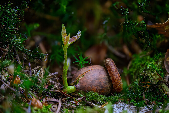 acorn-sprouting-1920