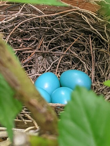 eggs