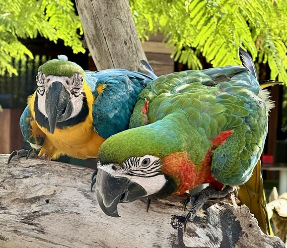 parrots