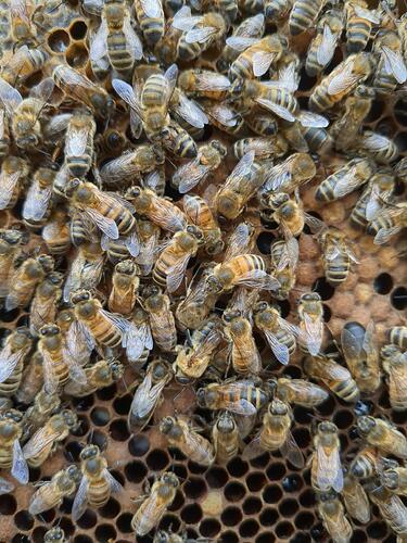 signal-2025-10-21-18-33-36-844