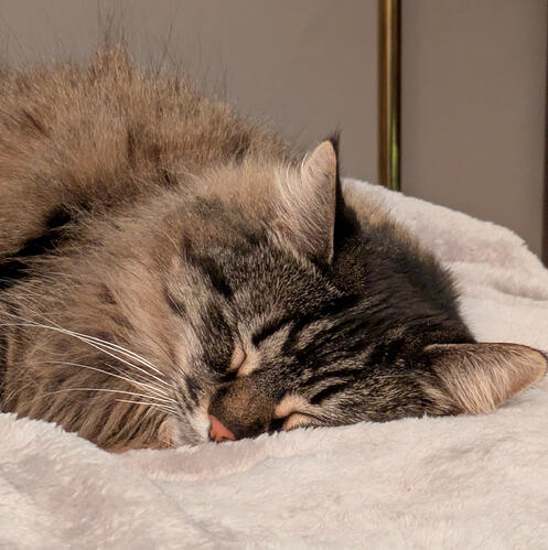 ZoëSleeping