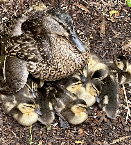 duckies