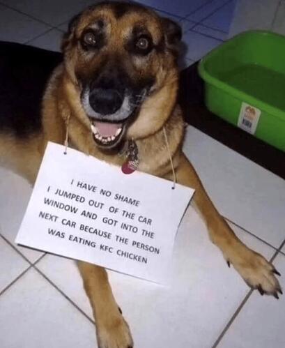 dognoshame