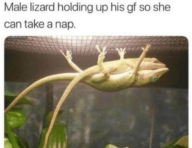 lizzardnap