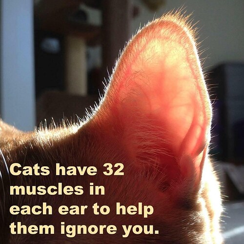 packaged-goods-cats-have-32-muscles-each-ear-help-them-ignore