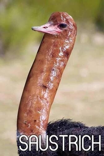 saustrich