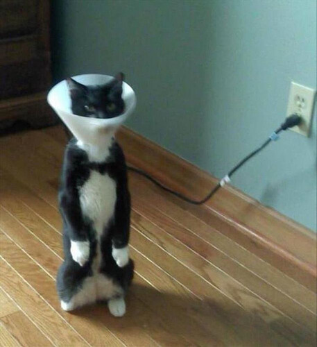 catlamp