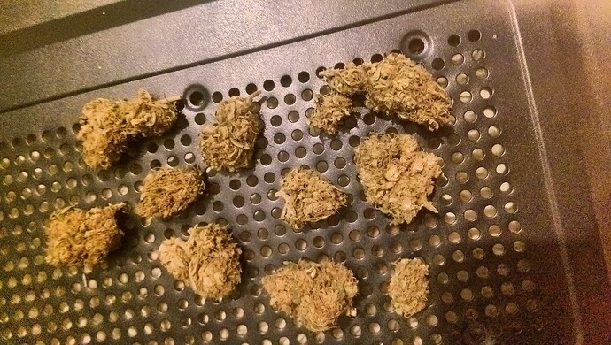 IMG_20241029_040547_DRO