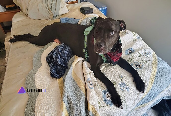 X-Purple-Linux-EndeavourOS-White-Wolf-FJ-Digital-Dots-Logo-HD-69-SEXXXY-Eye-Candy-Dark-Fallen-Crescent