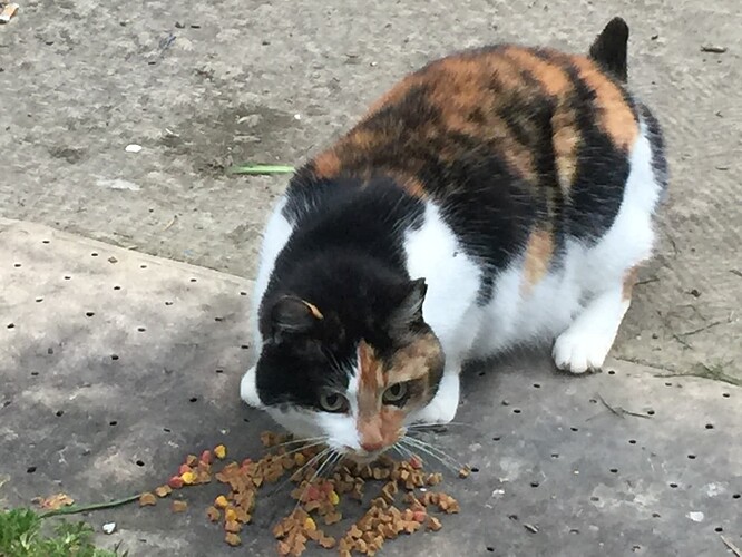 Callie, food on the porch