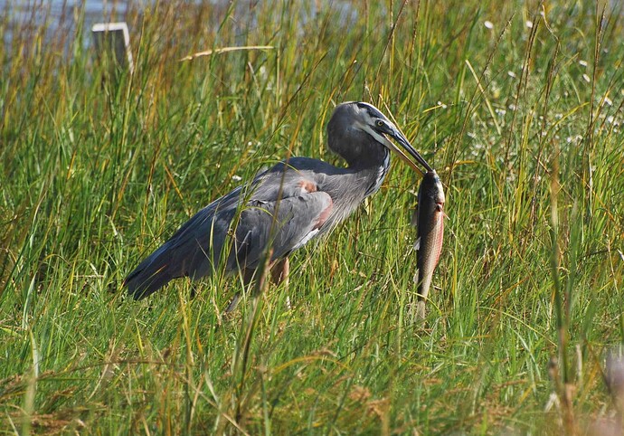 Rockport Great Blue Heron with Mullet Oct. 2007 (1)