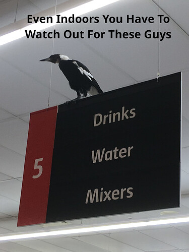 coles-magpie