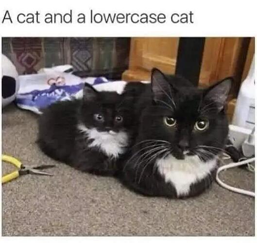 lowercasecat