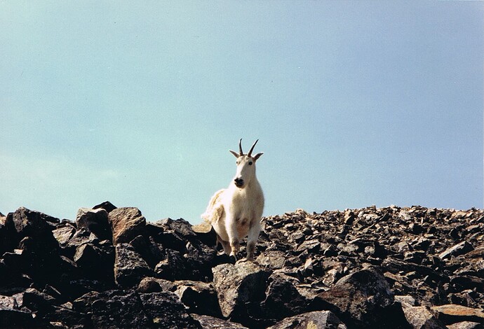 MountainGoat2