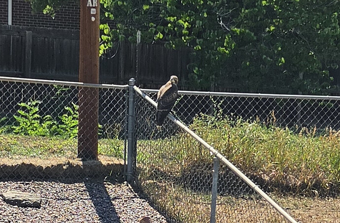 Hawk-1-crop