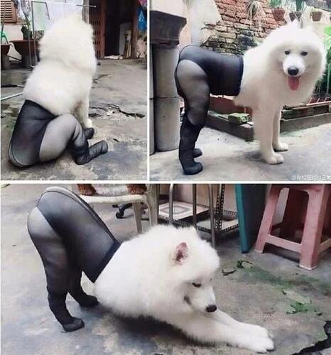 streetdog