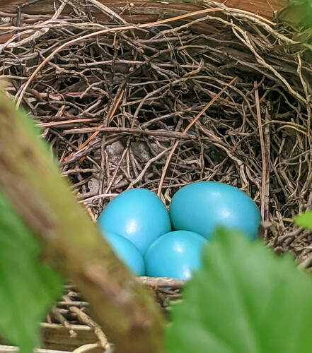 nest
