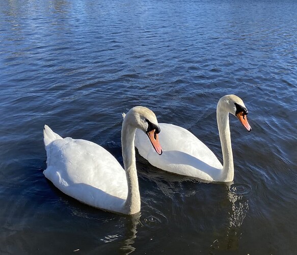 swans1