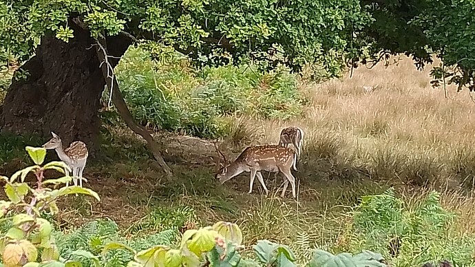 IMG_20250909_084320_631