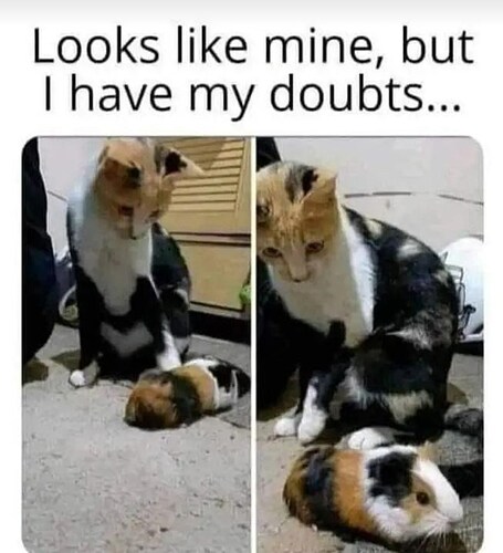 animal-looks-like-mine-but-have-my-doubts
