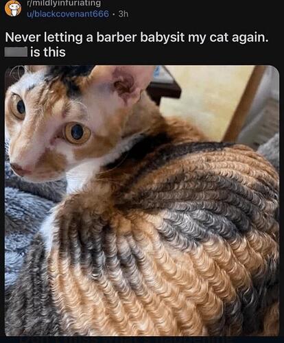 barbercatsit