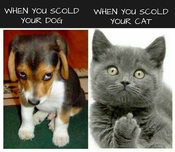 scolddogcat