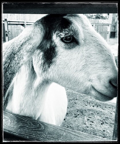 goat
