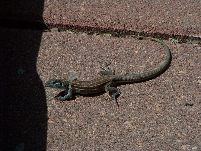3955_lizard