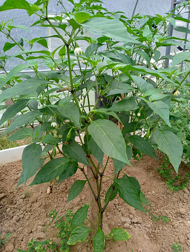 IMG_20260807_092219644_HDR